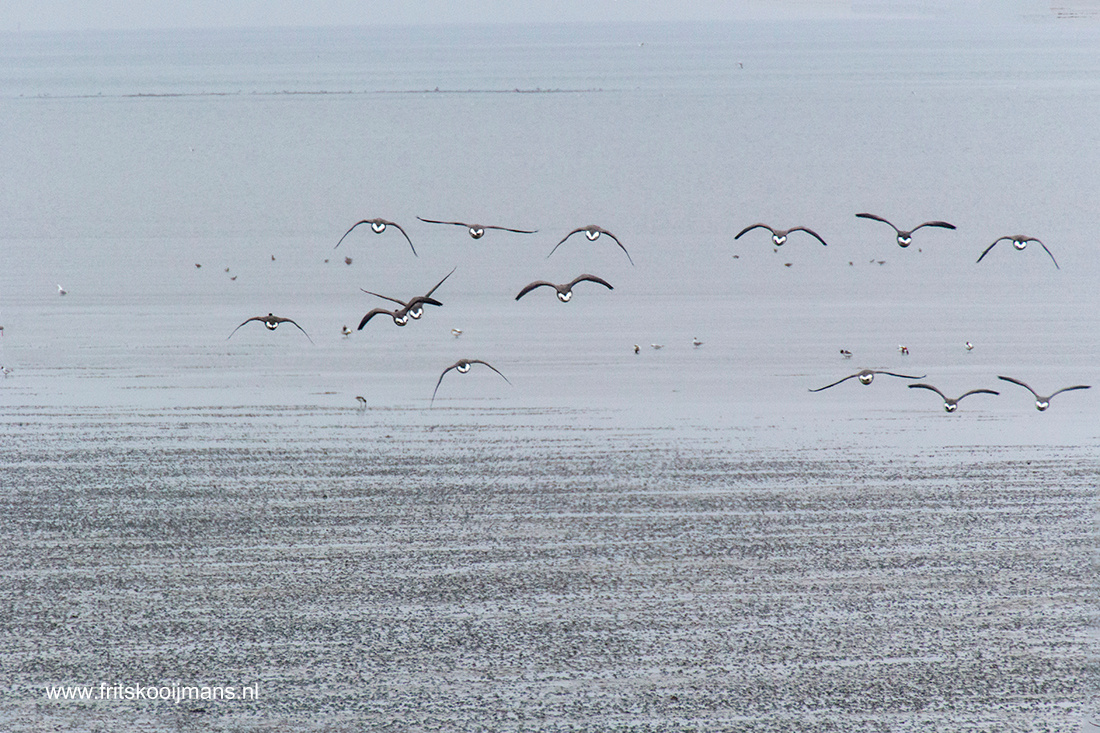 Vogels aan de kust Vlieland