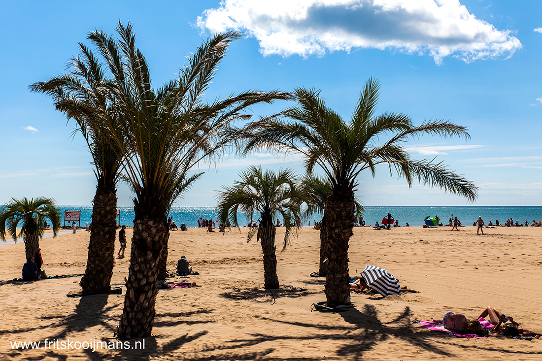 201408153822 Palmen op het strand van Nabonne-Plage