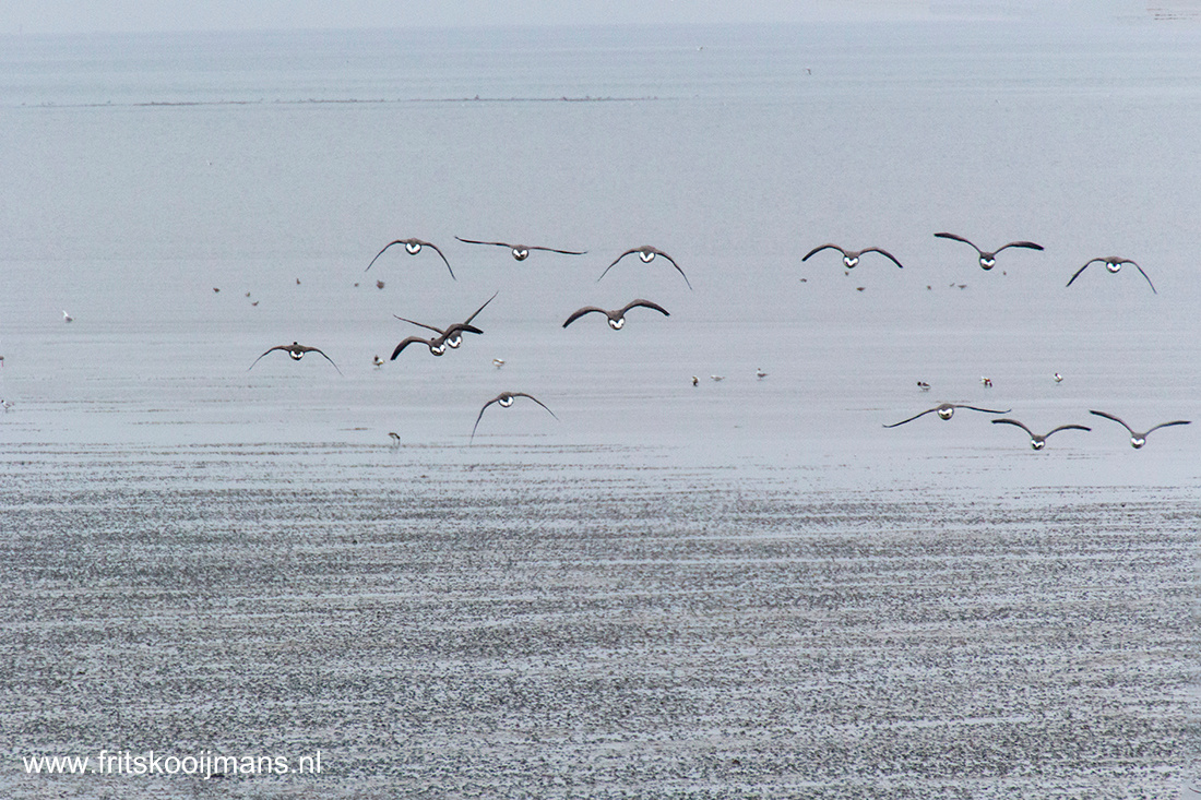 201404282616 Vogels aan de kust Vlieland