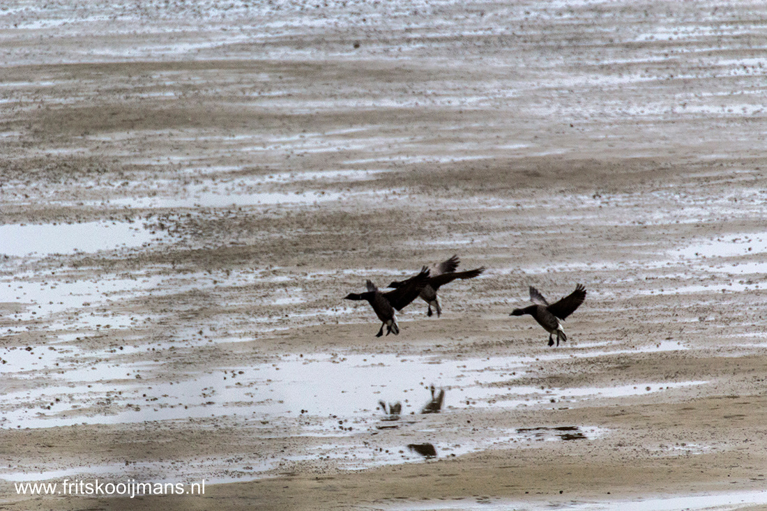 201404282594 Vogels aan de kust Vlieland