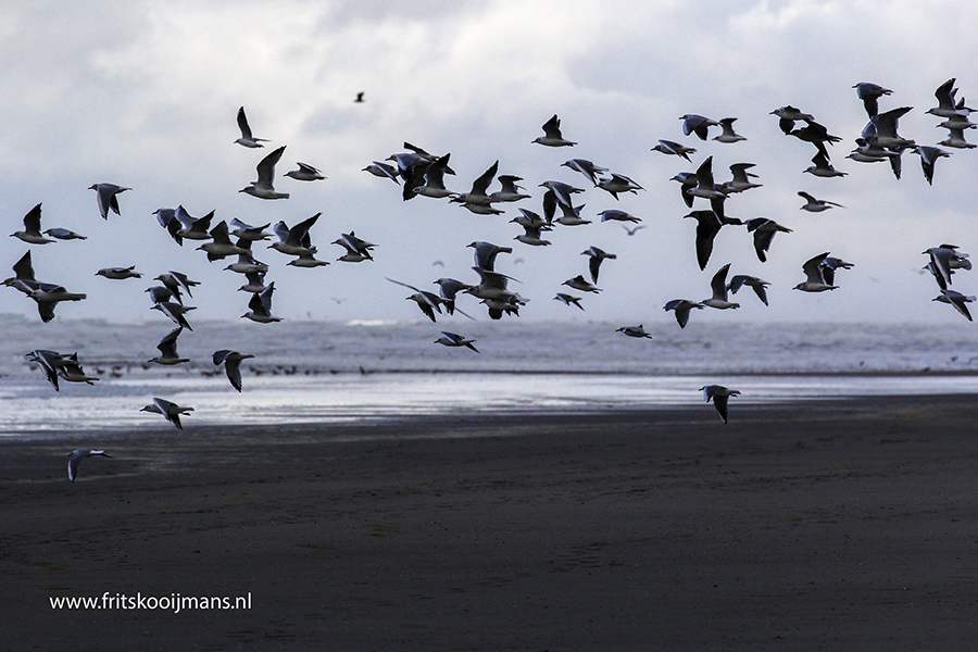 Vogels op het strand op Ameland