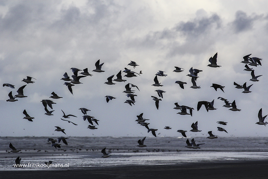 Vogels op het strand op Ameland